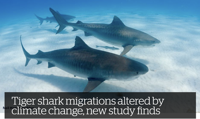 Tiger Sharks Migration